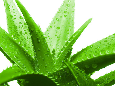 Aloe vera – zázrak prírody